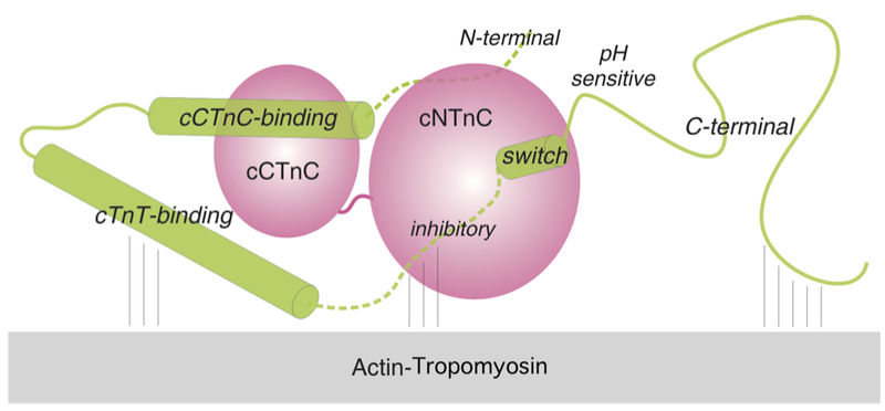 File:TnScheme.jpg